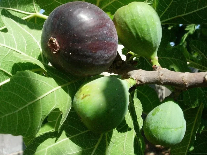 Black Mission Fig Tree - Fig Trees Live Plants - Live Fruiting Plant - Ficus Carica - 6-7 Inches