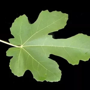 Black Mission Fig Tree - Fig Trees Live Plants - Live Fruiting Plant - Ficus Carica - 6-7 Inches