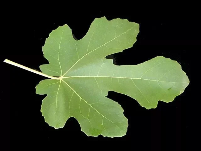Black Mission Fig Tree - Fig Trees Live Plants - Live Fruiting Plant - Ficus Carica - 6-7 Inches