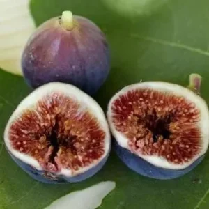 Black Mission Fig Tree - Fig Trees Live Plants - Live Fruiting Plant - Ficus Carica - 6-7 Inches