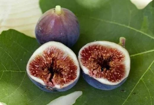 Black Mission Fig Tree - Fig Trees Live Plants - Live Fruiting Plant - Ficus Carica - 6-7 Inches