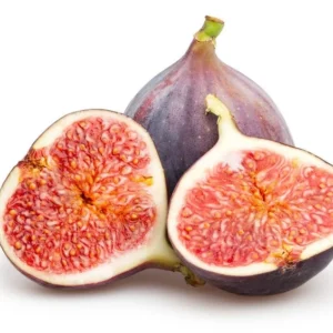 Black Mission Fig Tree - Live Fig Plant 4-7 Inches - Garden Starter Plant