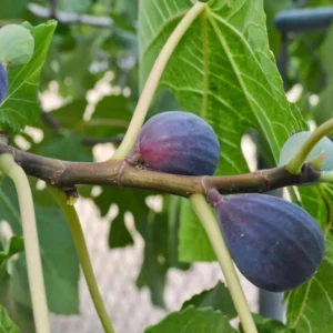 Black Mission Fig Tree - Live Fig Plant 4-7 Inches - Garden Starter Plant