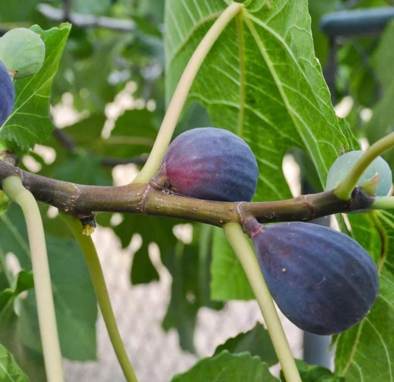 Black Mission Fig Tree - Live Fig Plant 4-7 Inches - Garden Starter Plant