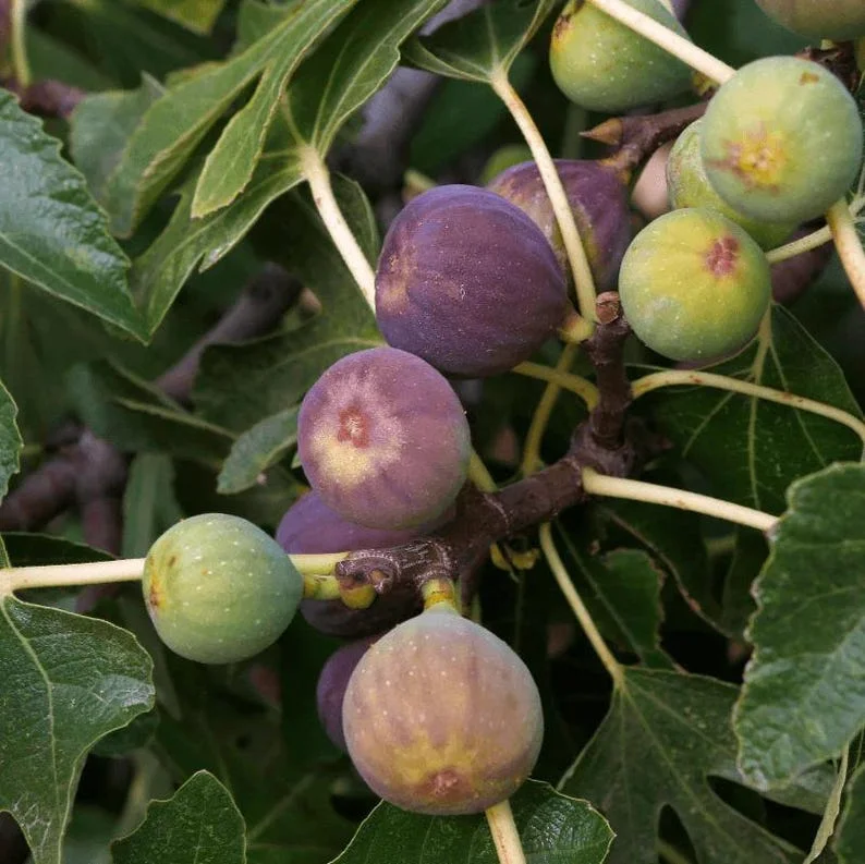 Black Mission Fig Tree - Live Fig Plant 4-7 Inches - Garden Starter Plant