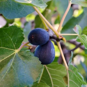 Black Mission Fig Tree - Live Fig Plant 4-7 Inches - Garden Starter Plant