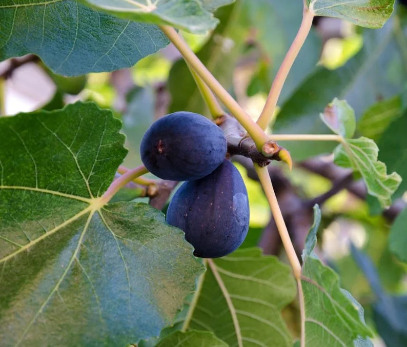 Black Mission Fig Tree - Live Fig Plant 4-7 Inches - Garden Starter Plant