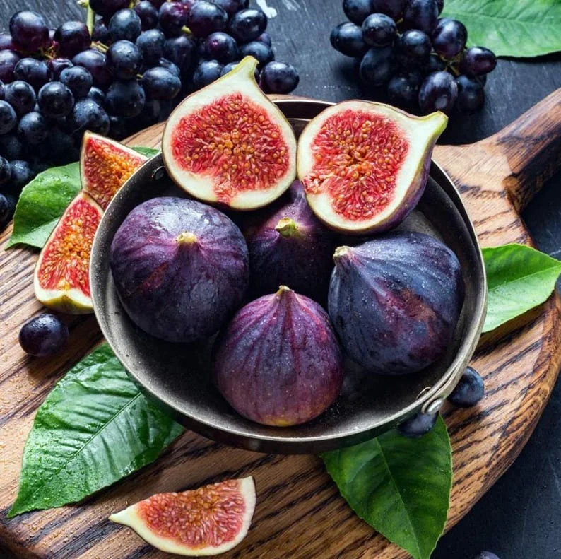 Black Mission Fig Tree - Live Fig Plant 4-7 Inches - Garden Starter Plant