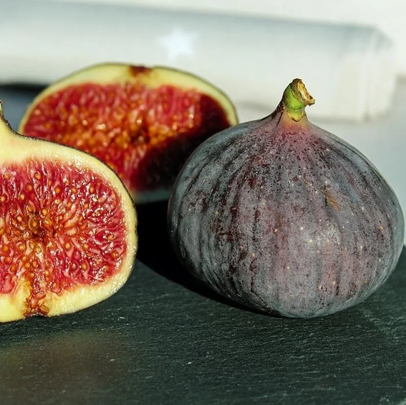 Black Mission Fig Tree - Live Fig Plant 4-7 Inches - Garden Starter Plant