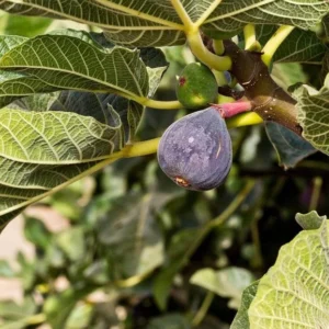 Black Mission Fig Tree - Live Fig Plant 4-7 Inches - Garden Starter Plant