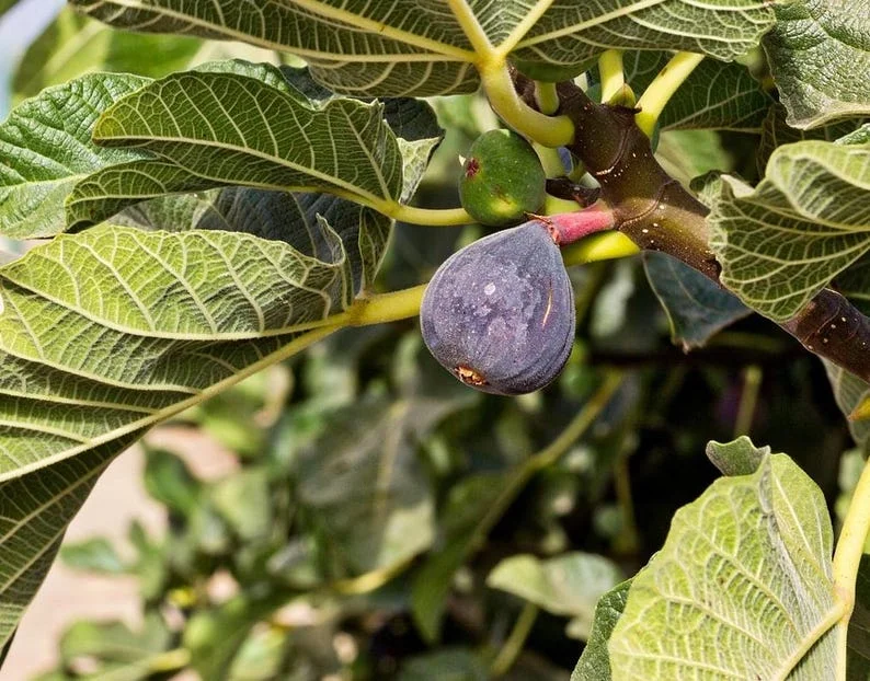 Black Mission Fig Tree - Live Fig Plant 4-7 Inches - Garden Starter Plant
