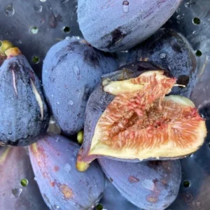 Black Mission Fig Tree - Live Fig Plant 4-7 Inches - Garden Starter Plant