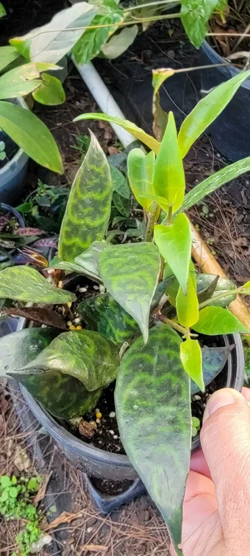 Black Pagoda Aeschynanthus Longicaulis Zebra Vine Lipstick Plant - 6" Potted Indoor Flowering