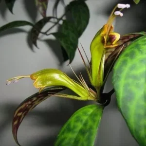 Black Pagoda Aeschynanthus Longicaulis Zebra Vine Lipstick Plant - 6