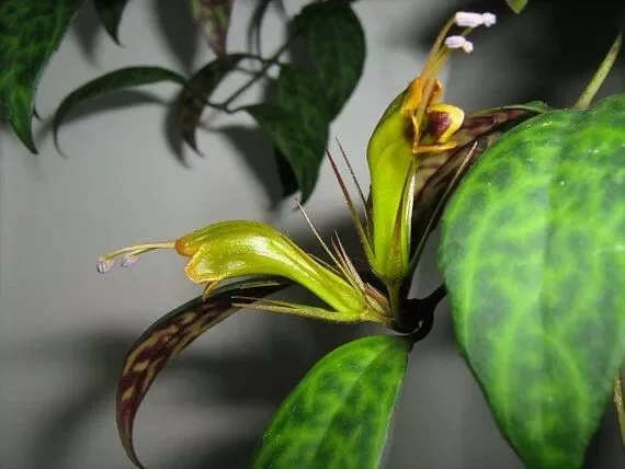 Black Pagoda Aeschynanthus Longicaulis Zebra Vine Lipstick Plant - 6" Potted Indoor Flowering
