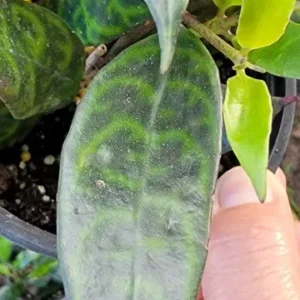 Black Pagoda Aeschynanthus Longicaulis Zebra Vine Lipstick Plant - 6