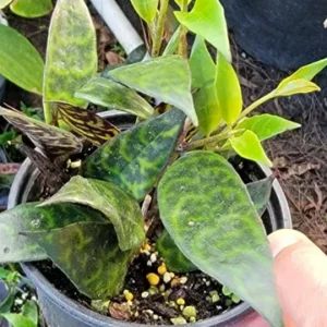 Black Pagoda Aeschynanthus Longicaulis Zebra Vine Lipstick Plant - 6
