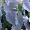 Black Ruffles Elephant Ear Plant - Colocasia esculenta Live Plant 5-9 Inch Tall