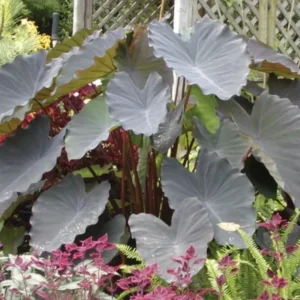 Black Ruffles Elephant Ear Plant - Colocasia esculenta Live Plant 5-9 Inch Tall