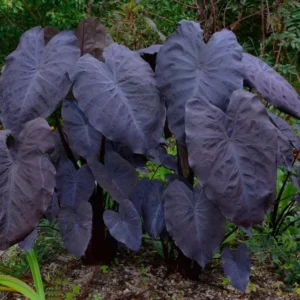 Black Ruffles Elephant Ear Plant - Colocasia esculenta Live Plant 5-9 Inch Tall