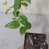 Black Star Surinam Cherry 7" Live Seedling, Rare Edible Eugenia Uniflora Fruit Tree