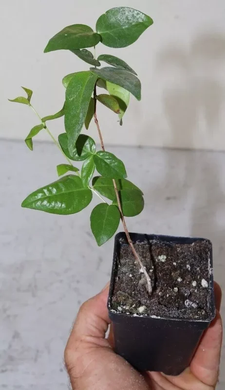 Black Star Surinam Cherry 7" Live Seedling, Rare Edible Eugenia Uniflora Fruit Tree