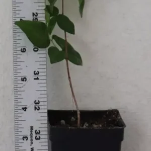 Black Star Surinam Cherry 7" Live Seedling, Rare Edible Eugenia Uniflora Fruit Tree