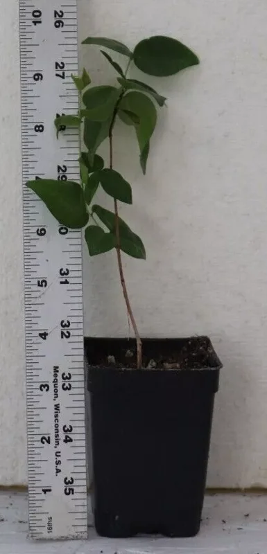 Black Star Surinam Cherry 7" Live Seedling, Rare Edible Eugenia Uniflora Fruit Tree