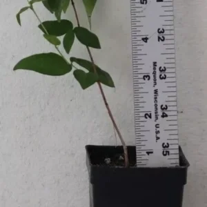 Black Star Surinam Cherry 7