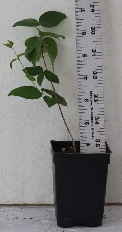 Black Star Surinam Cherry 7" Live Seedling, Rare Edible Eugenia Uniflora Fruit Tree