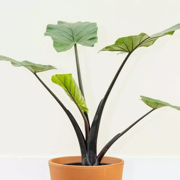 Black Stem Elephant Ear Alocasia Taro Live Plant 5-9 Inch Black Potted Plant