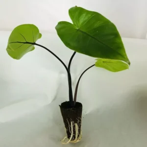 Black Stem Elephant Ear Alocasia Taro Live Plant 5-9 Inch Black Potted Plant