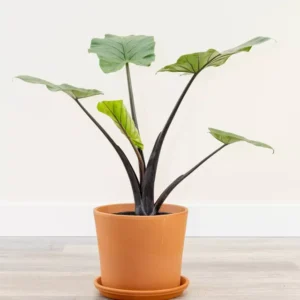 Black Stem Elephant Ear Alocasia Taro Live Plant 5-9 Inch Black Potted Plant