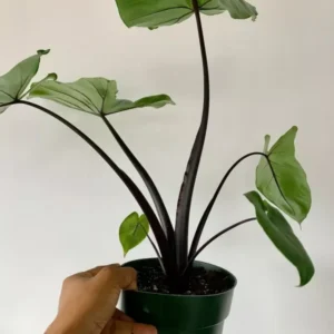 Black Stem Elephant Ear Alocasia Taro Live Plant 5-9 Inch Black Potted Plant