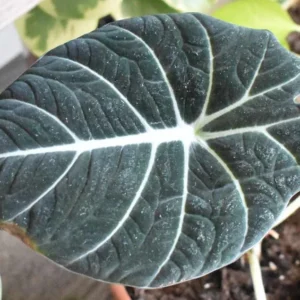Black Velvet Alocasia Live Plant - 6 Inch Rare Houseplant Indoor