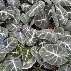 Black Velvet Alocasia Live Plant - 6 Inch Rare Houseplant Indoor