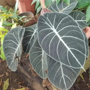 Black Velvet Alocasia Live Plant - 6 Inch Rare Houseplant Indoor