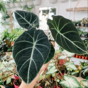 Black Velvet Alocasia Live Plant - 6 Inch Rare Houseplant Indoor