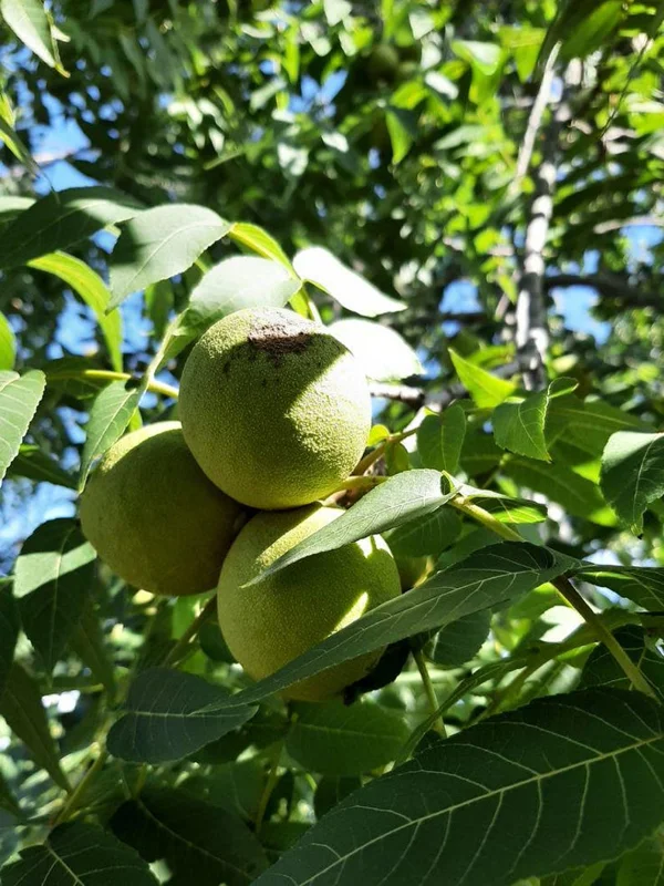 Black Walnut Tree 2 Bare-root | Hardy Nut Tree, Edible Nuts, Juglans Nigra