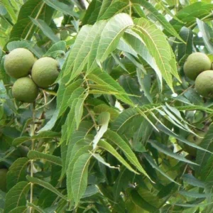 Black Walnut Tree 2 Bare-root | Hardy Nut Tree, Edible Nuts, Juglans Nigra