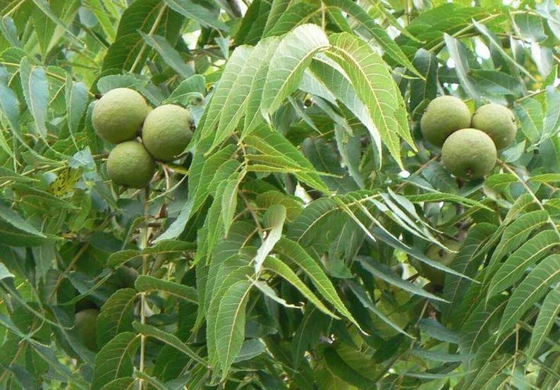 Black Walnut Tree 2 Bare-root | Hardy Nut Tree, Edible Nuts, Juglans Nigra