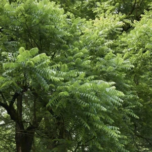 Black Walnut Tree 2 Bare-root | Hardy Nut Tree, Edible Nuts, Juglans Nigra