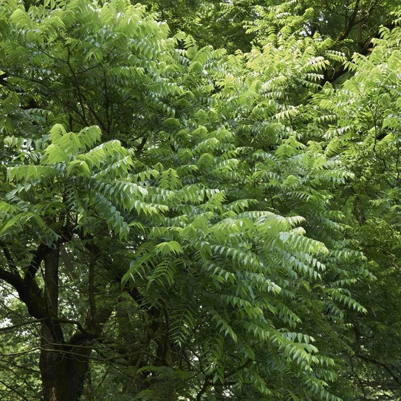 Black Walnut Tree 2 Bare-root | Hardy Nut Tree, Edible Nuts, Juglans Nigra