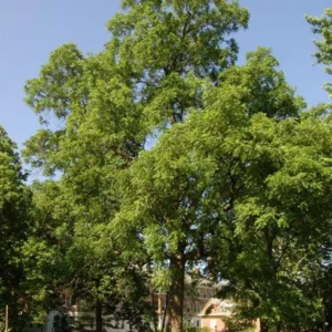 Black Walnut Tree 2 Bare-root | Hardy Nut Tree, Edible Nuts, Juglans Nigra