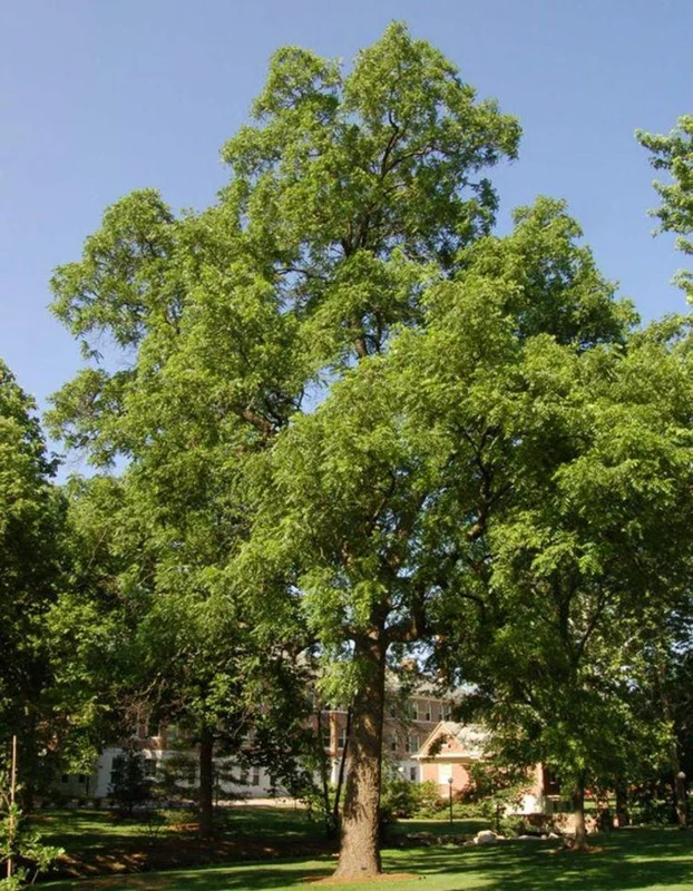 Black Walnut Tree 2 Bare-root | Hardy Nut Tree, Edible Nuts, Juglans Nigra