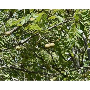 Black Walnut Trees - 18-24 Inch Bare Root - Hardy and Nut-Producing