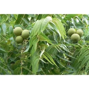 Black Walnut Trees - 18-24 Inch Bare Root - Hardy and Nut-Producing