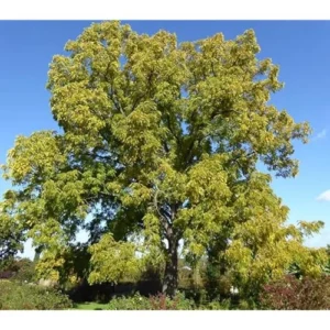 Black Walnut Trees - 18-24 Inch Bare Root - Hardy and Nut-Producing