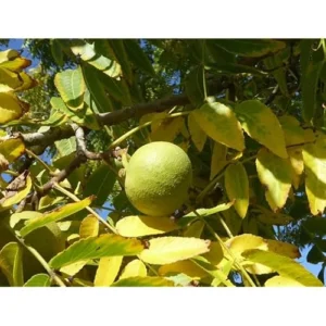 Black Walnut Trees - 18-24 Inch Bare Root - Hardy and Nut-Producing