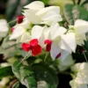 Bleeding Heart Vine Plant - Live Clerodendrum Bleeding Hearts Plant - White Red Flower Plant 4-10 Inch - Clerodendrum Thomsoniae -Perennial